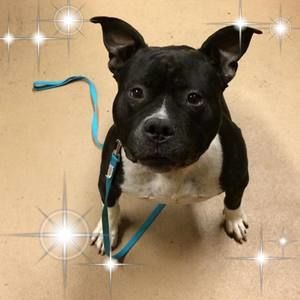 Meet your Posher, Rhiannon